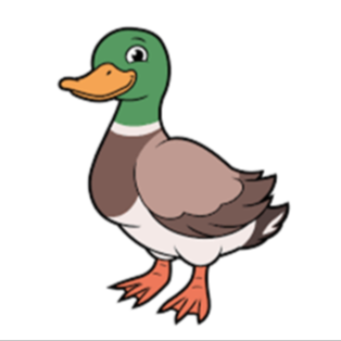 duck